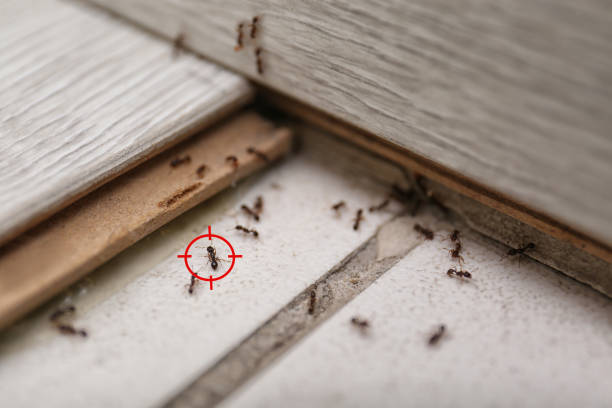 Best Wildlife Control Services  in Carpendale, WV