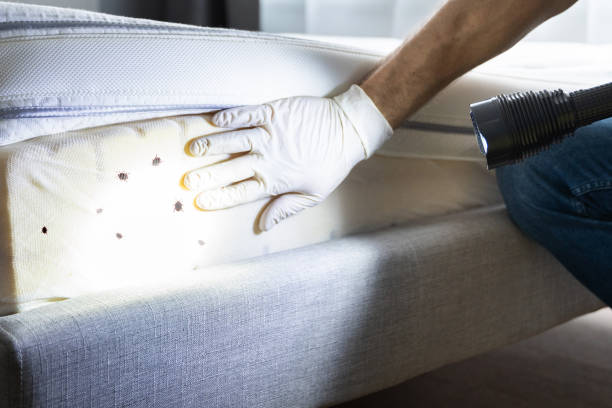 Best Pest Prevention Services  in Carpendale, WV