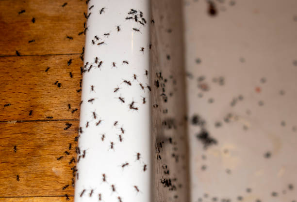 Best Commercial Pest Control Services  in Carpendale, WV