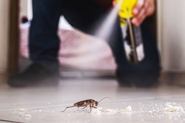 Best Ant Control Services  in Carpendale, WV