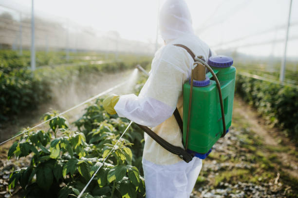 Best Affordable Pest Control Services  in Carpendale, WV